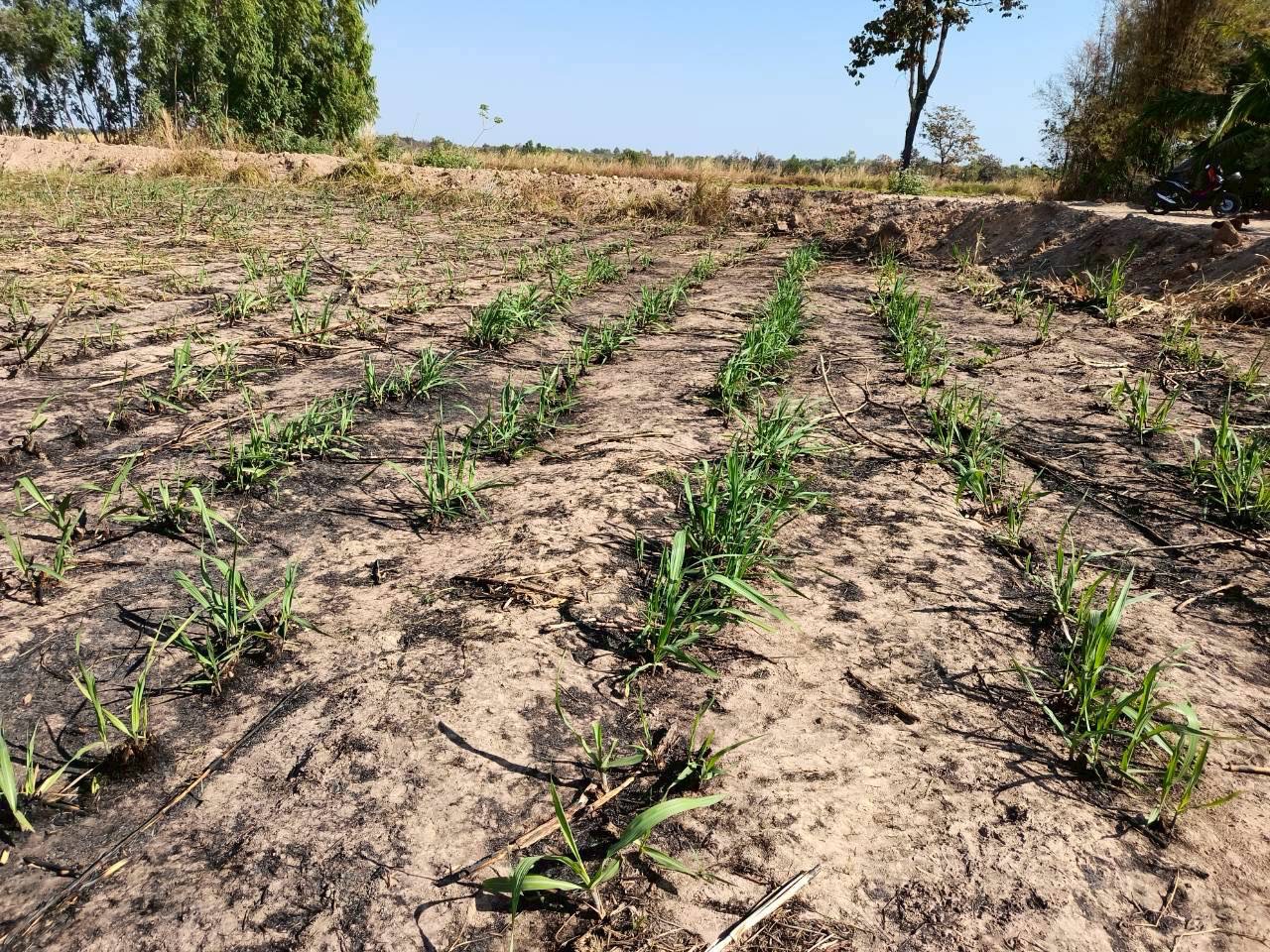 title - วันที่ 10 กุมภาพันธ์ 2569 นายทินกร เพียภูเขียว ปฏิรูปที่ดินจังหวัดอุบลราชธานี มอบหมายให้เจ้าหน้าที่กลุ่มยุทธศาสตร์และการปฏิรูปที่ดิน ลงพื้นที่ตรวจสอบแปลงเกษตรกรรม (สวนอ้อย) ที่มีการตรวจพบว่ามีการเผา จำนวน 2 จุด